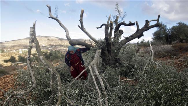 In this file photo, a Palestinian woman inspects a severely damaged olive tree near the occupied West Bank city of Nablus. (Photo by AP)
