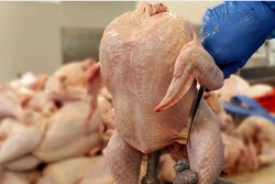 پایداری در بازار مرغ و گوشت قرمز با تولید قراردادی