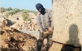 قطع درخت از سوي داعش