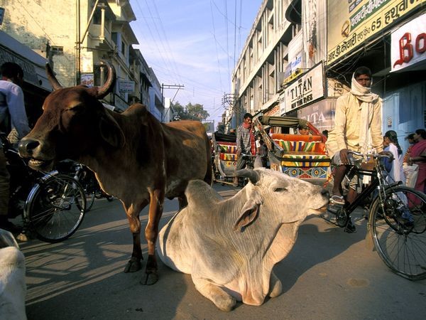 تقدس گاو در هندوستان