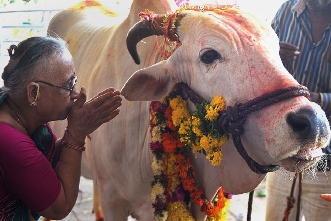 Indian Cow Worshipers