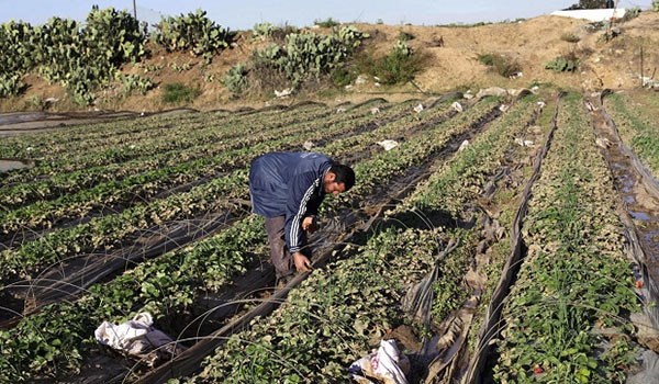 Palestinian Farms