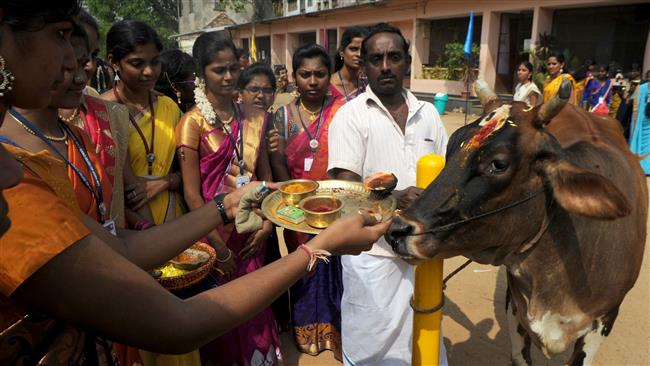 Cow Worshipers in India