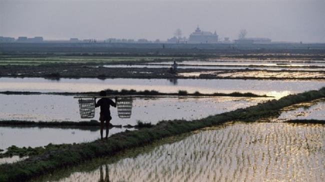 Rice fields in Shan state, Myanmar. (Getty Images)
