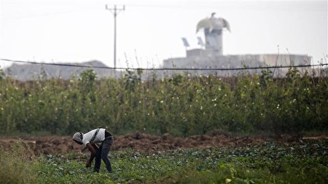 Israeli planes spray farmlands close to Gaza with toxic herbicides