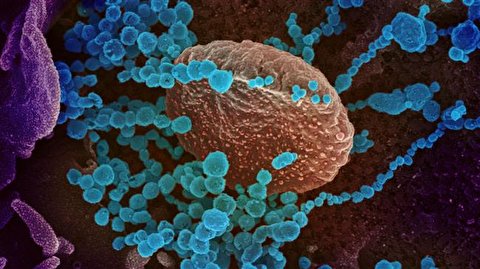 Drug for coronavirus treatment via stem cells made in Iran