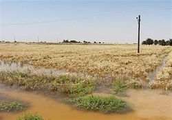 بخشودگی تسهیلات بانکی کشاورزان خسارت دیده