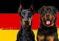 قوانین سختگیرانه نگهداری از سگ در کشور آلمان