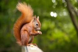کشتار سنجاب‌های ایرانی ، سبب نابودی جنگل‌ها زاگرس نیز می‌شوند