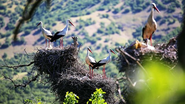 ایران وارد باشگاه ۱۱۰ محصول پیشرفته جهان شد