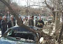 کاهش ۵۰ درصدی خطر سقوط درختان هنگام طوفان با نگهداشت صحیح