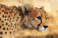 فرصتسوزی دریزد؛چگونه بیتوجهی به قرق جان یوزپلنگها راگرفت؟