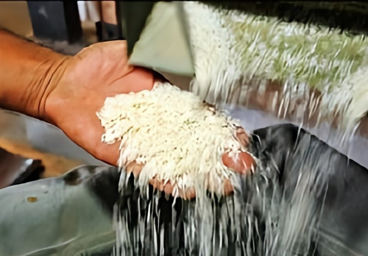 بازی جدید دلالان در بازار برنج/ پیش خرید از برنجکاران برای احتکار/ مسئولان کجایند؟