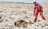 سگهایی که در ویرانیهای جنگ به دنبال زندگی دویدند