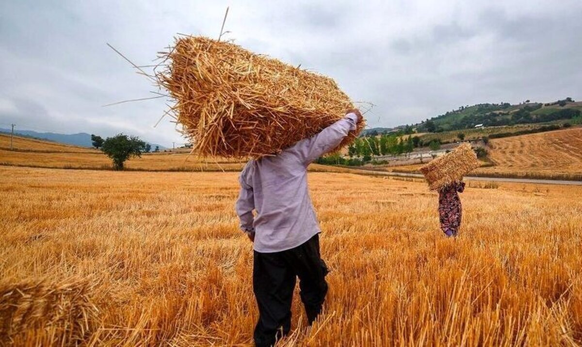 امنیت ملی بر دوش گندم‌کاران/ از بذر تا سفره چه می‌گذرد؟