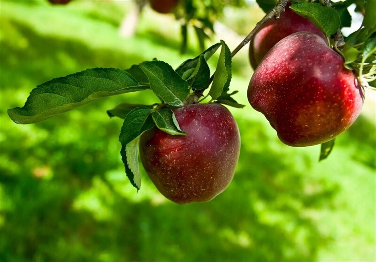 کاربرد فناوری هستهای در افزایش دوام سیب صادراتی
