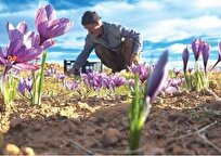 زعفران در بورس، کشاورز در بن‌بست؛ طلای سرخ در دوراهی صادرات و فرآوری
