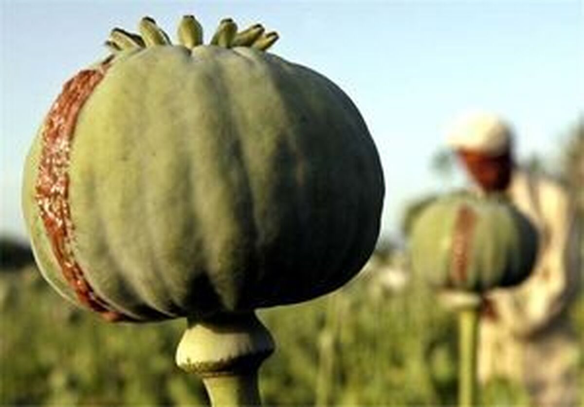 ماجرای واردات ۷۲ هزار میلیارد تریاک