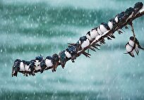 هواشناسی ایران ۱۴۰۴/۹/۲۲؛ بارش برف و باران در ۱۶ استان/ هشدار کاهش محسوس دما