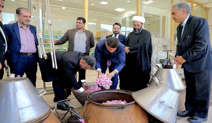 گلی به معطری گل محمدی قمصر کاشان ندیدم + عکس