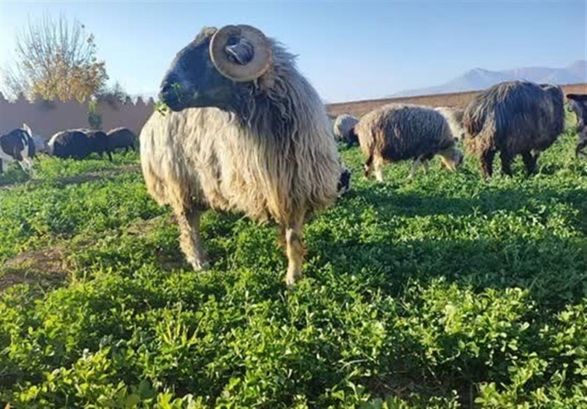 تولید سالانه ۶۰۰ همت گوشت از مراتع کشور