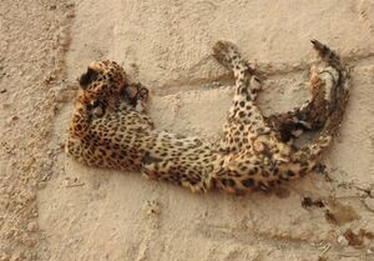 مرگ تلخ توله‌پلنگ دنا در تله یک سازه انسانی