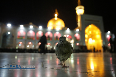 مراسم خطبه خوانی شب عاشورا در حرم مطهر رضوی‎