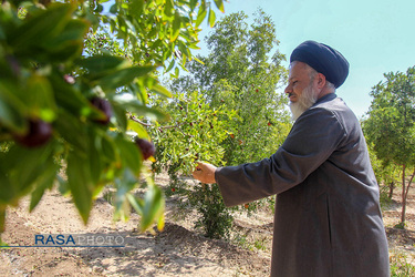 کمک جمعی از طلاب در برداشت محصول عناب به یکی روستاییان خراسان جنوبی