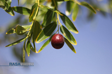 کمک جمعی از طلاب در برداشت محصول عناب به یکی روستاییان خراسان جنوبی