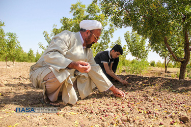 کمک جمعی از طلاب در برداشت محصول عناب به یکی روستاییان خراسان جنوبی