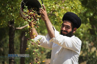 کمک جمعی از طلاب در برداشت محصول عناب به یکی روستاییان خراسان جنوبی