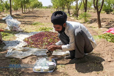 کمک جمعی از طلاب در برداشت محصول عناب به یکی روستاییان خراسان جنوبی