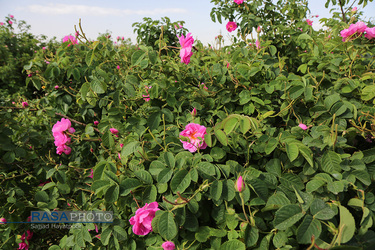 برداشت گل و گلاب‌گیری در باغ‌های موقوفه آستان مقدس حضرت فاطمه معصومه‎ (س)