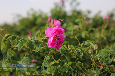 برداشت گل و گلاب‌گیری در باغ‌های موقوفه آستان مقدس حضرت فاطمه معصومه‎ (س)