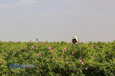 برداشت گل و گلاب‌گیری در باغ‌های موقوفه آستان مقدس حضرت فاطمه معصومه‎ (س)