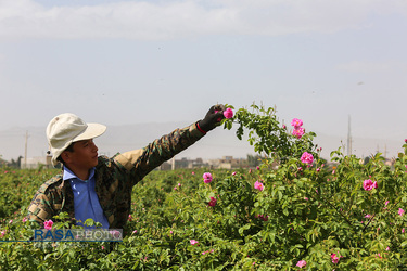 برداشت گل و گلاب‌گیری در باغ‌های موقوفه آستان مقدس حضرت فاطمه معصومه‎ (س)